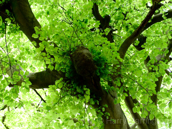 witch's broom beech